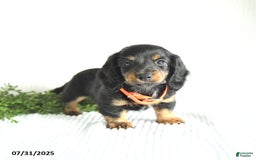 Miniature Dachshund dogs for sale: Randall - Image 3