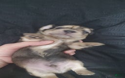 Miniature Dachshund dogs for sale: Karl - Image 3