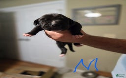 Great Dane dogs for sale: Black Male 2 - Image 1
