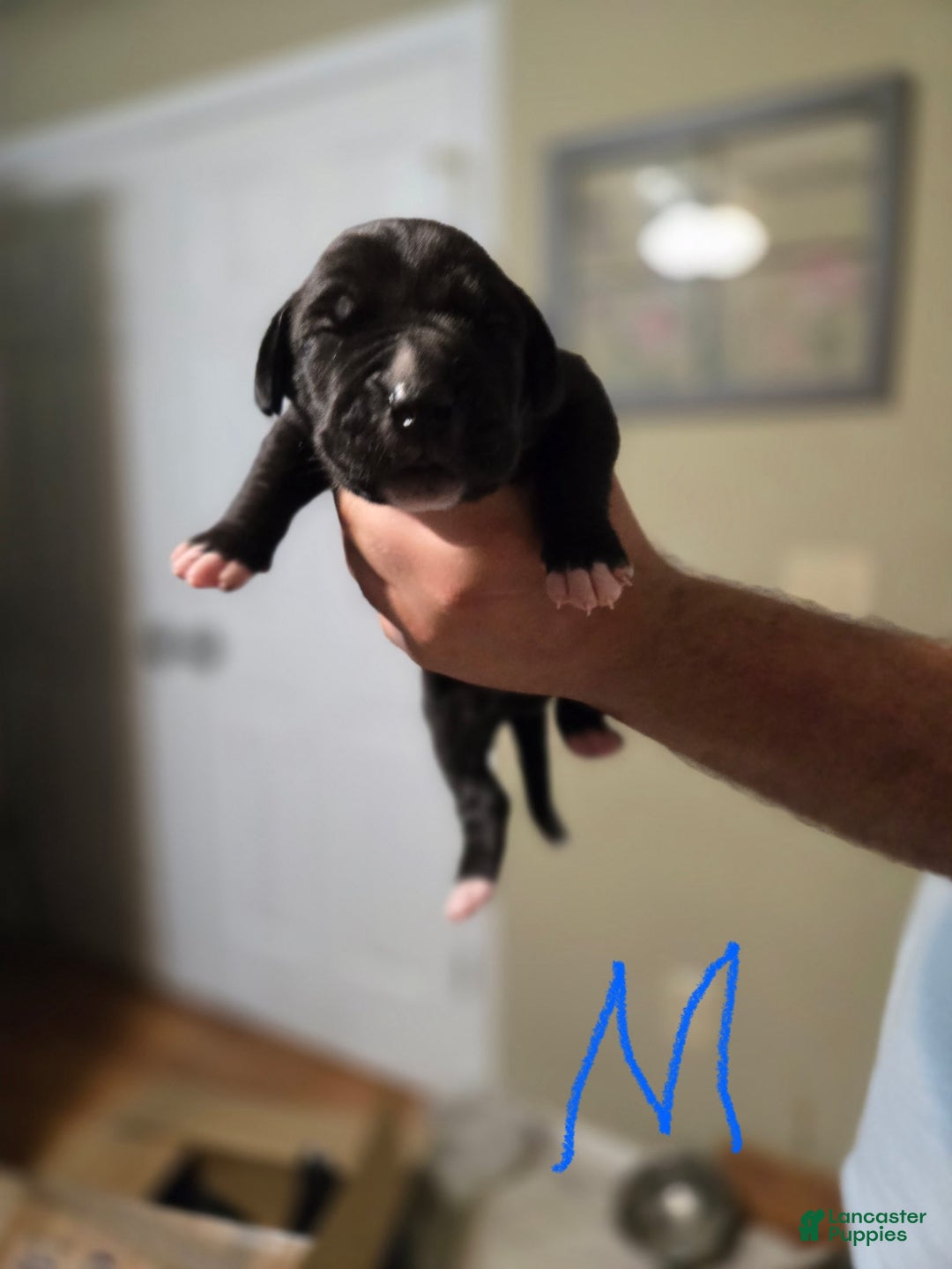 Great Dane dogs for sale: Black Male 2 - Image 1