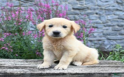 Golden Retriever dogs for sale: Lucy - Image 4