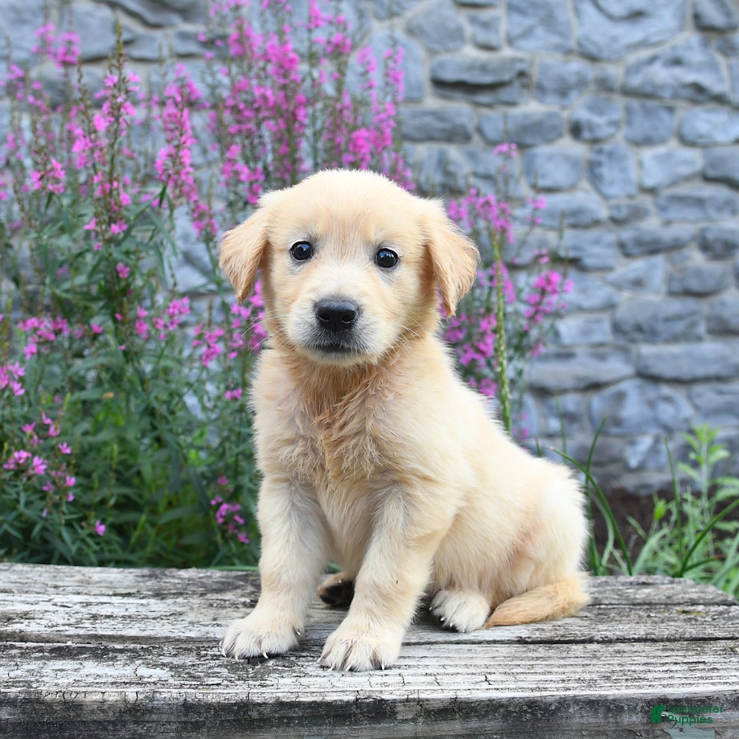 Golden Retriever dogs for sale: Lucy - Image 4