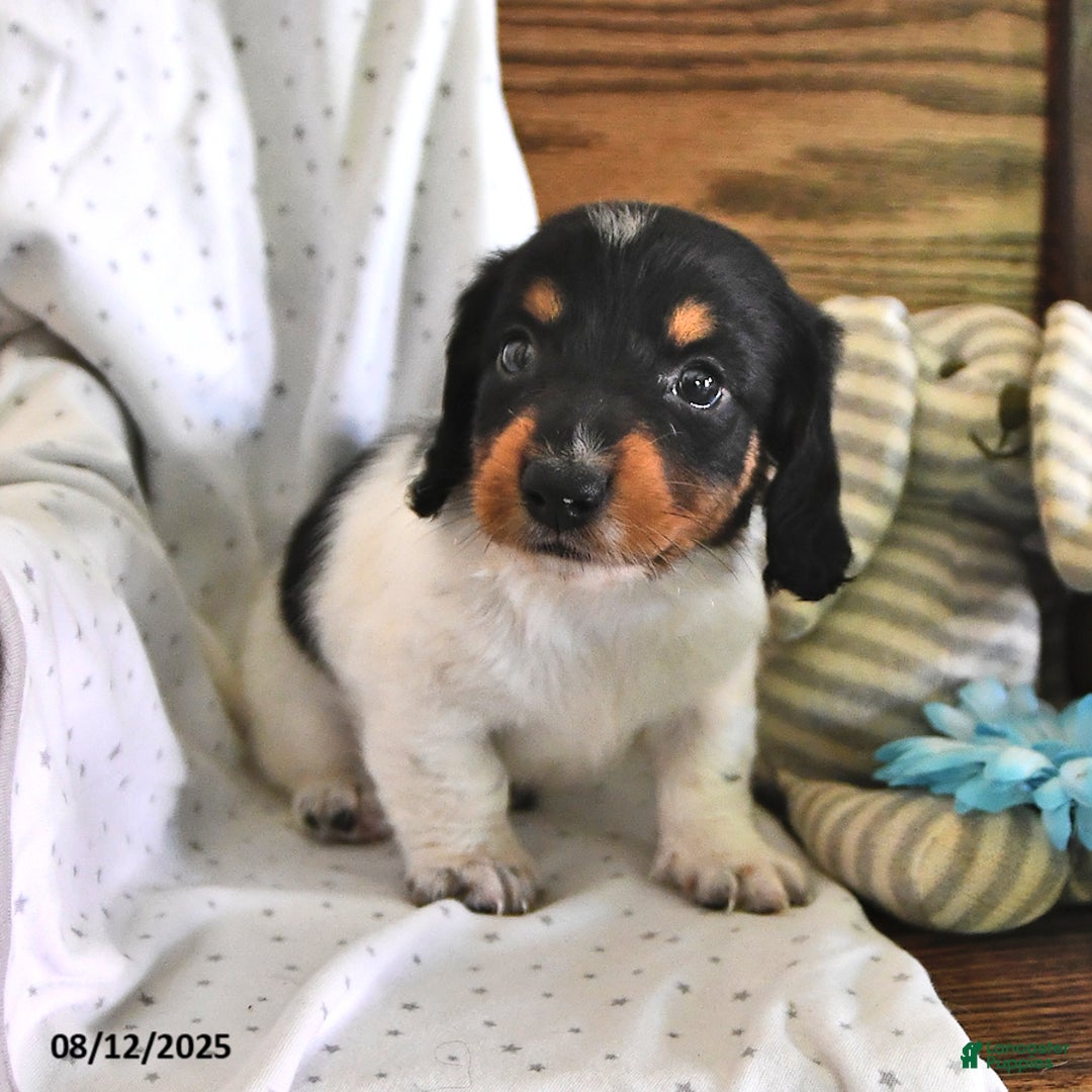 Miniature Dachshund dogs for sale: Timmy - Image 1