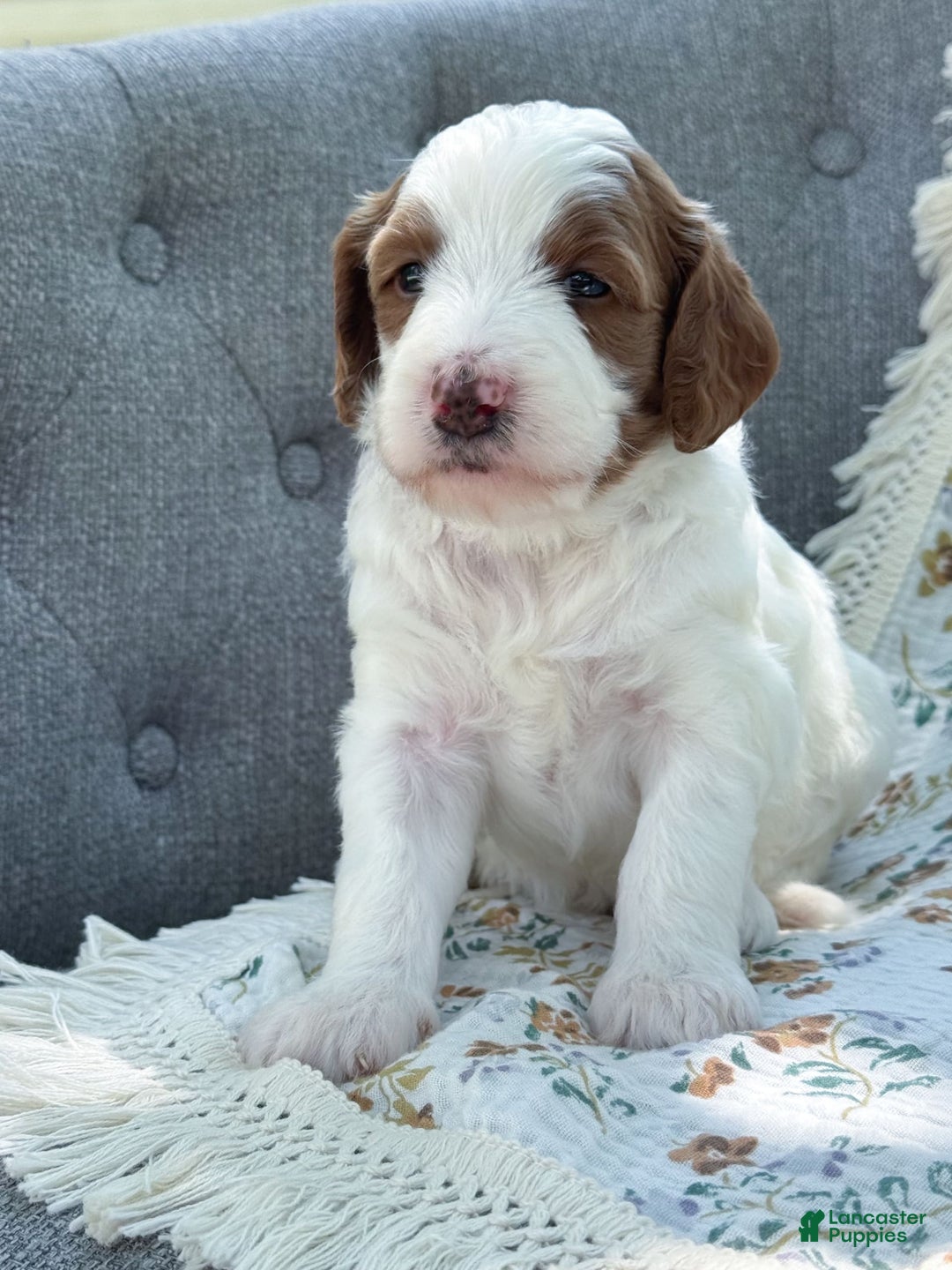 Goldendoodle dogs for sale: Alice - Image 3