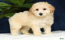 Bichpoo dogs for sale: Kaitlyn - Image 10