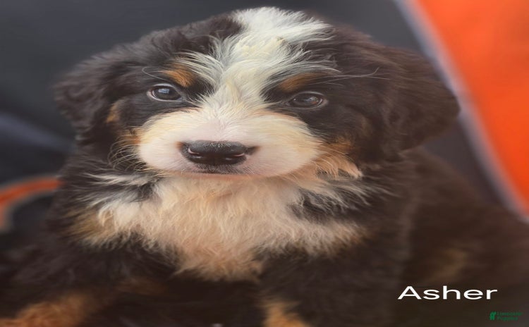 Bernese Mountain Dog dogs for sale - Ad 5