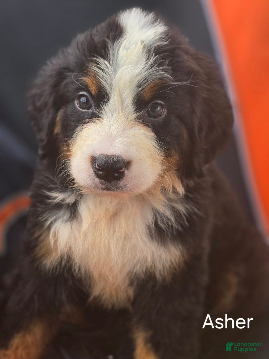 Bernese Mountain Dog dogs for sale: Asher - Image 1