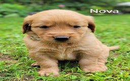 Golden Retriever dogs for sale: Nova - Image 2