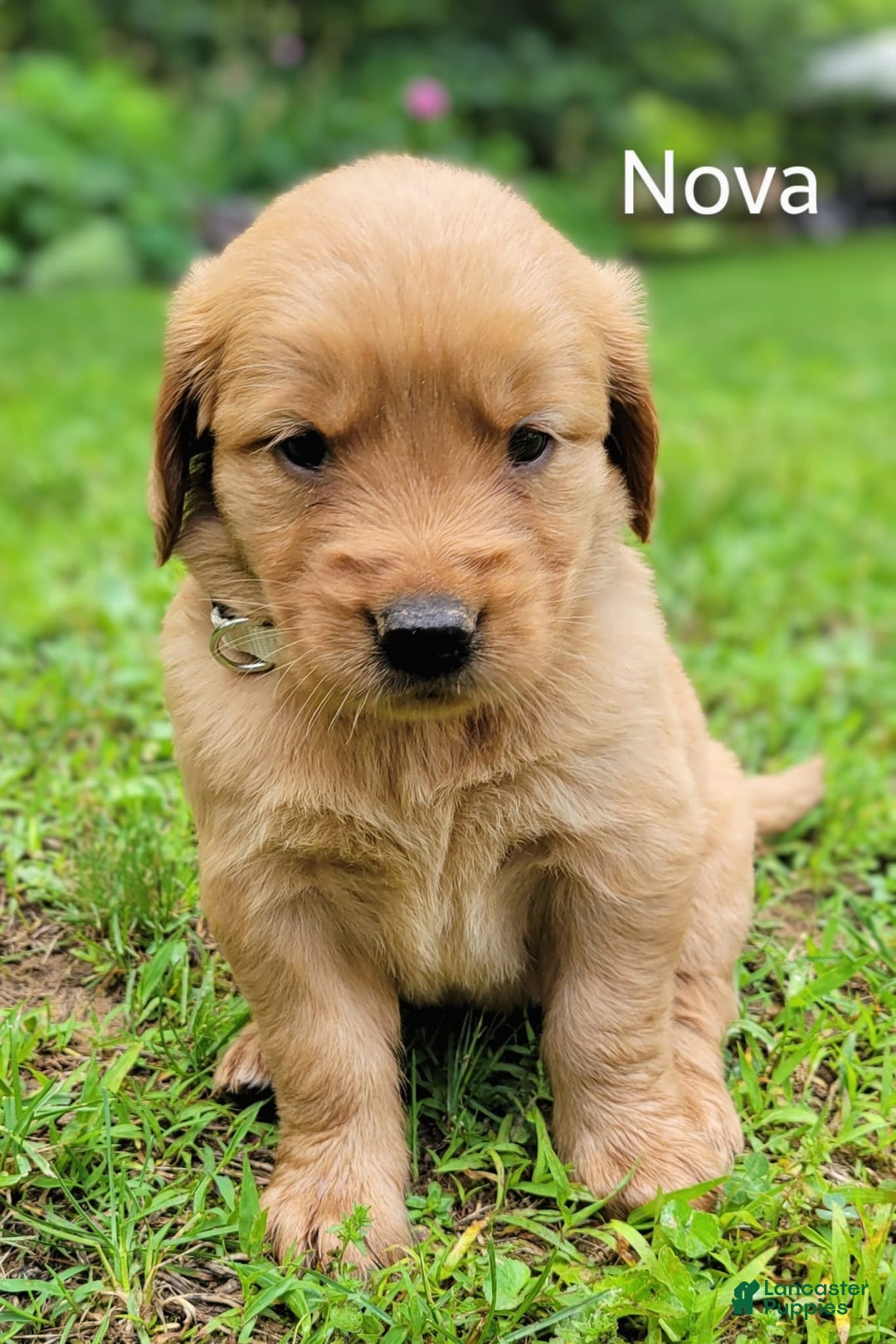 Golden Retriever dogs for sale: Nova - Image 2