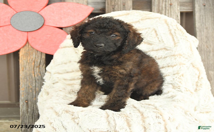 Mini Goldendoodle dogs for sale - Ad 4