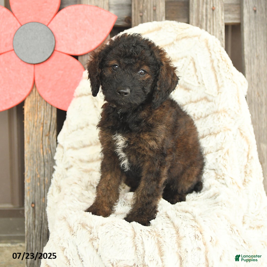 Mini Goldendoodle dogs for sale: Muffin - Image 1