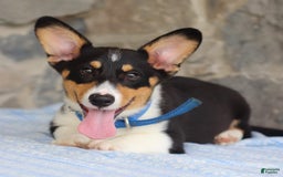 Welsh Corgi Pembroke dogs for sale: Kevin - Image 3