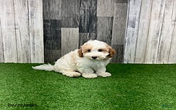Maltipoo dogs for sale: Jolan - Image 2