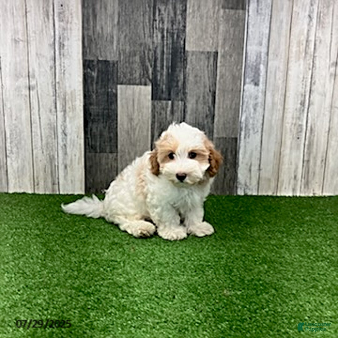 Maltipoo dogs for sale: Jolan - Image 2
