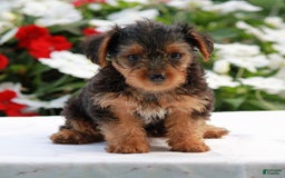 Yorkshire Terrier dogs for sale: Buddy - Image 2