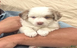 Miniature Australian Shepherd dogs for sale: Maggie - Image 2