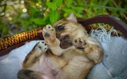 Morkie dogs for sale: Rare Gold Merle Beetle - Image 7