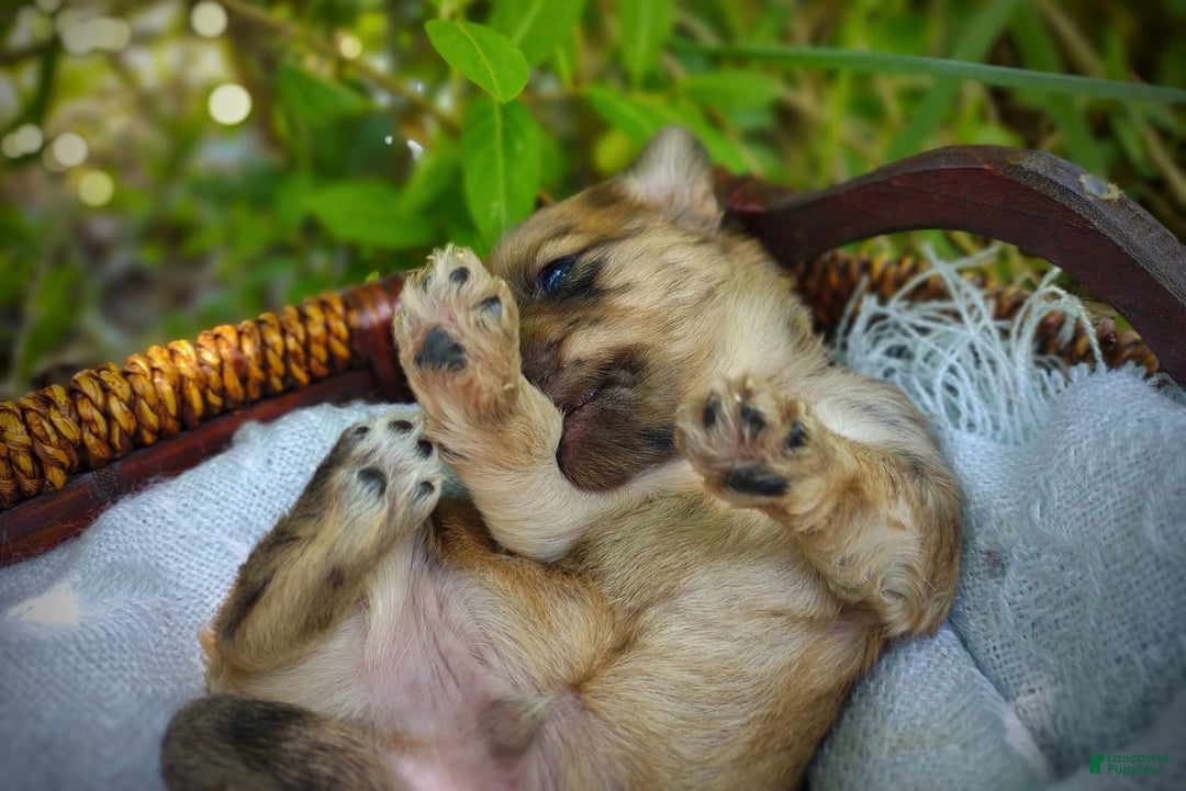 Morkie dogs for sale: Rare Gold Merle Beetle - Image 7
