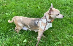 Chihuahua dogs for sale: Parker - Image 7
