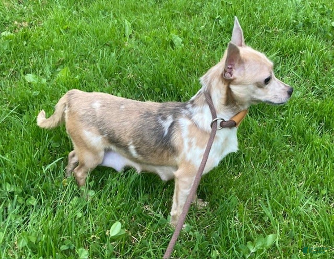 Chihuahua dogs for sale: Parker - Image 7