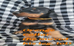 Doberman Pinscher dogs for sale: Orenge Man - Image 1