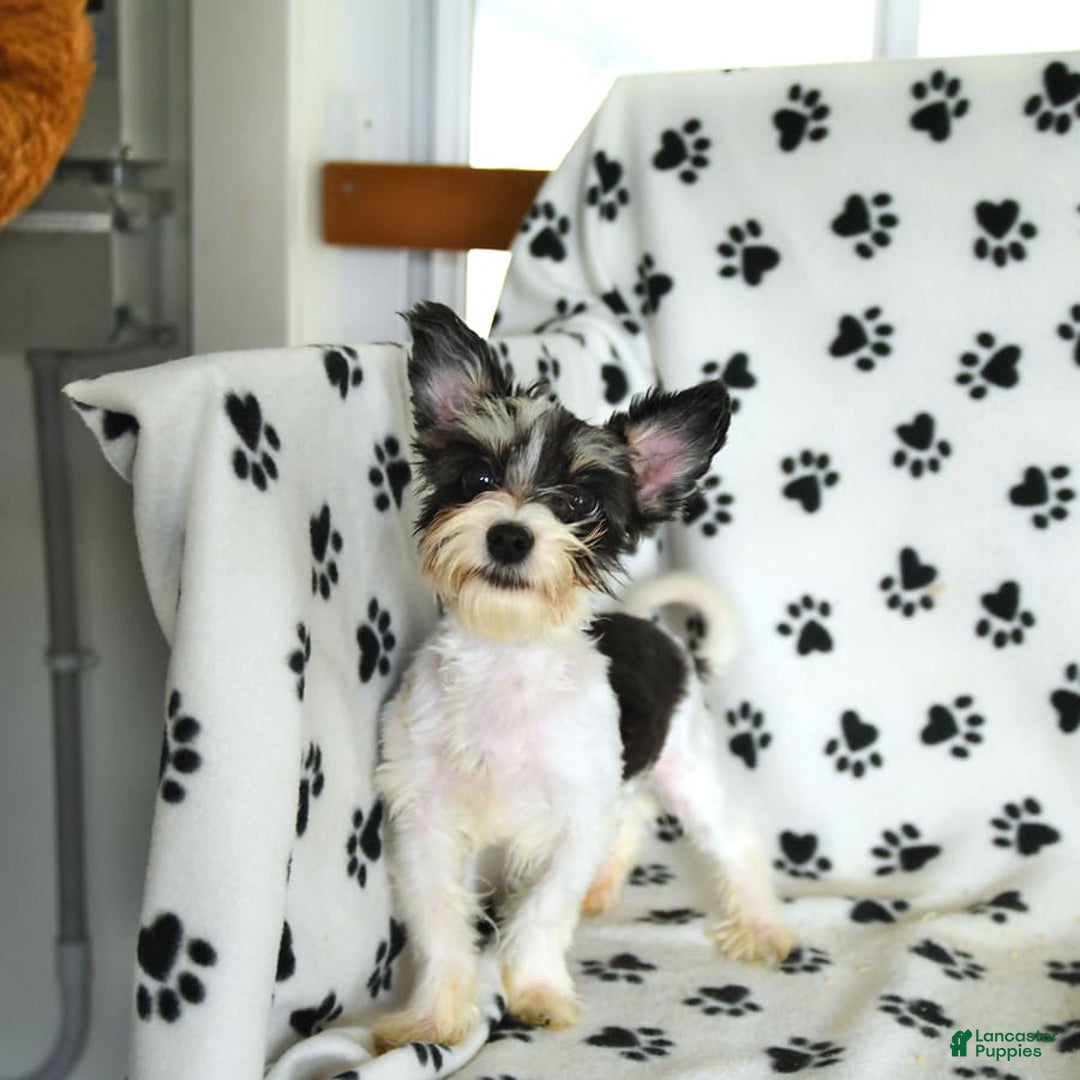 Morkie dogs for sale: Boots - Image 15