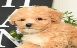Bichpoo dogs for sale: Stella - Image 4