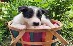 Border Collie dogs for sale: Snowflake - Image 9