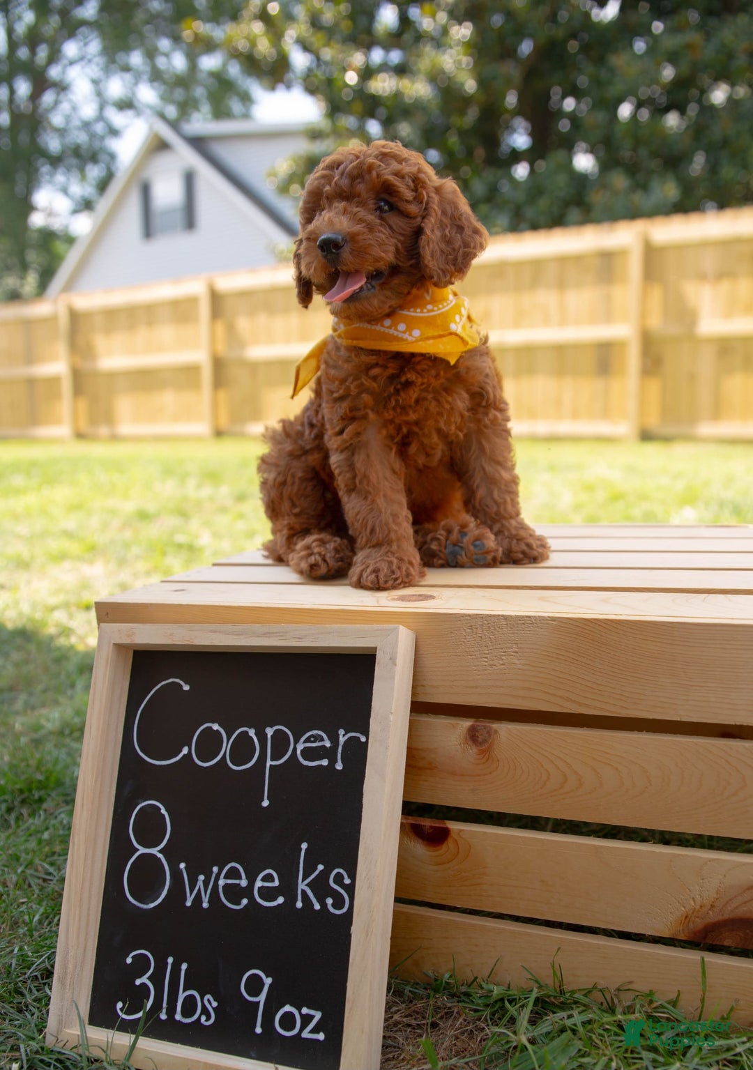 Mini Goldendoodle dogs for sale: Cooper - Image 8