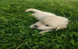 Golden Retriever dogs for sale: Pebbles - Image 16