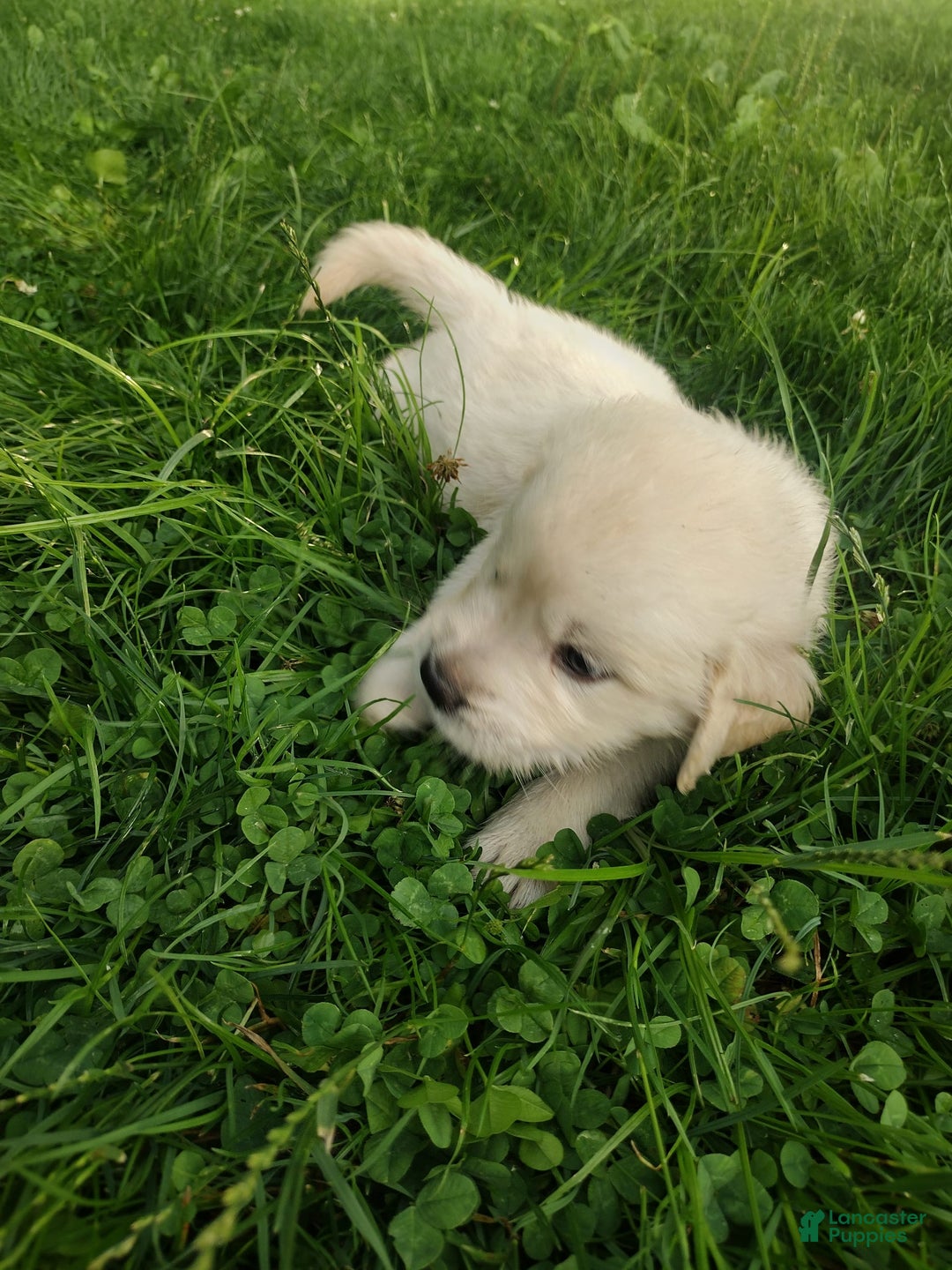 Golden Retriever dogs for sale: Pebbles - Image 16