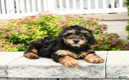 Miniature Poodle dogs for sale: Olive - Image 4