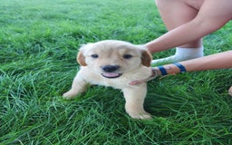 Golden Retriever dogs for sale: Miss Burgundy - Image 2