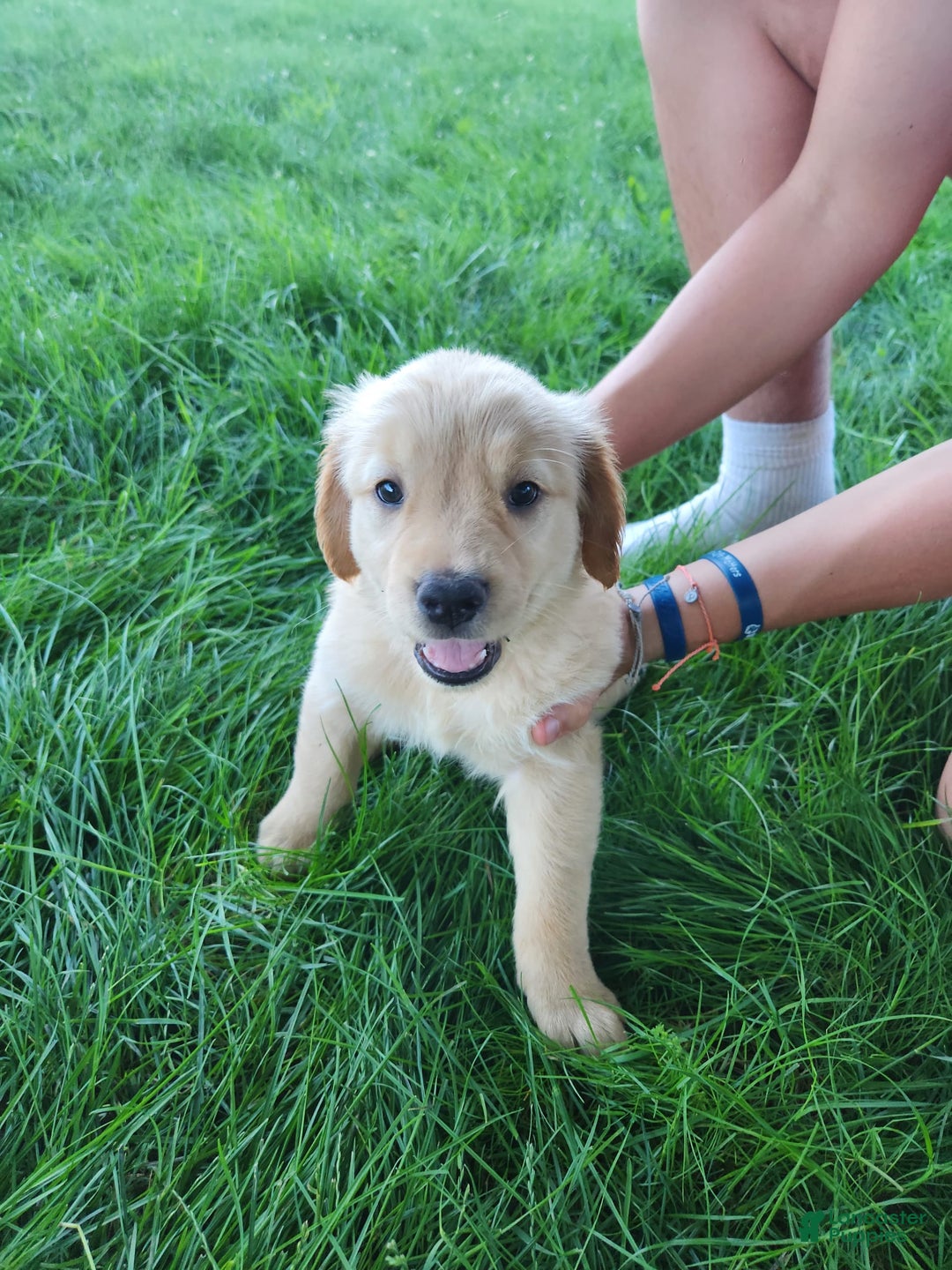 Golden Retriever dogs for sale: Miss Burgundy - Image 2