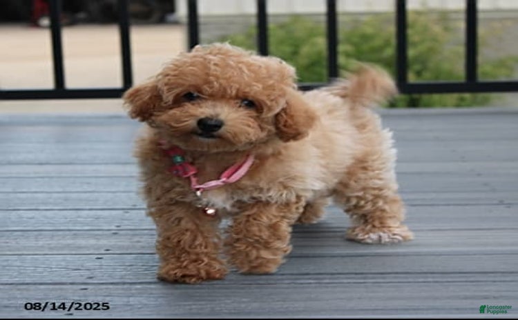 Bichpoo dogs for sale - Ad 3