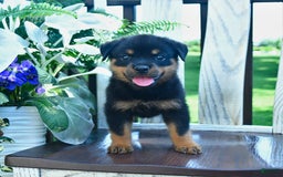 Rottweiler dogs for sale: Parker - Image 4