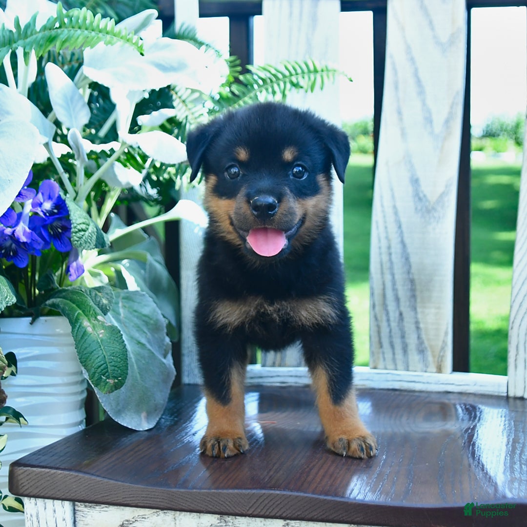 Rottweiler dogs for sale: Parker - Image 4