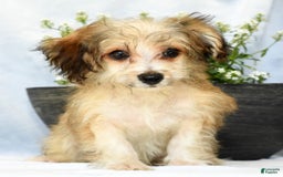 Havapoo dogs for sale: Owen - Image 9