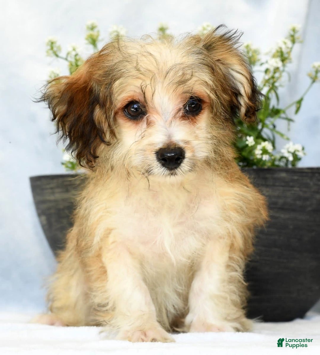 Havapoo dogs for sale: Owen - Image 9