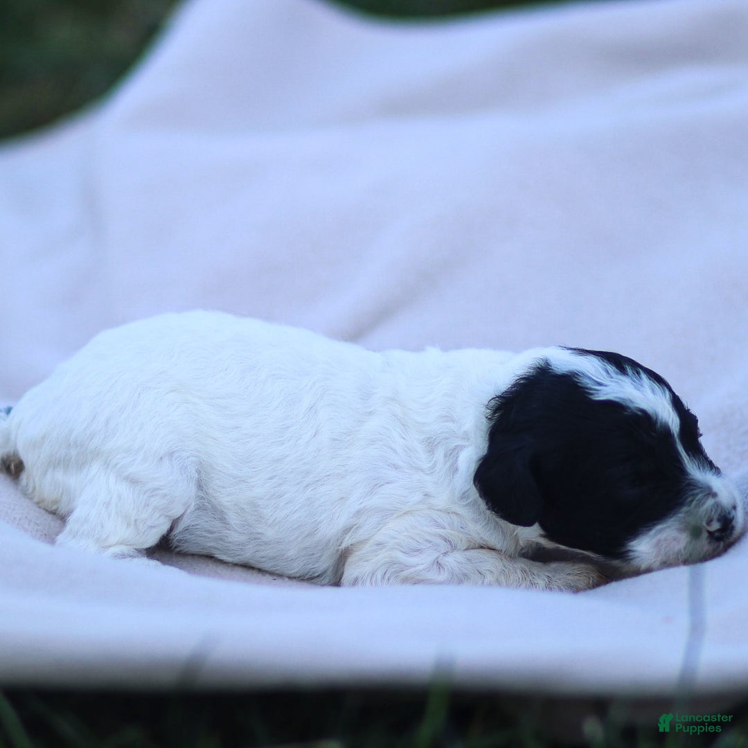 Goldendoodle dogs for sale: Orchid - Image 11