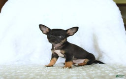 Chihuahua dogs for sale: Skittles - Image 4