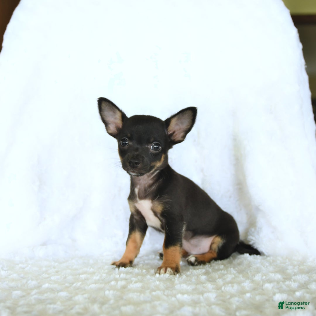 Chihuahua dogs for sale: Skittles - Image 4