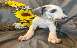 Great Dane dogs for sale: Sally Akc Harlequin - Image 3