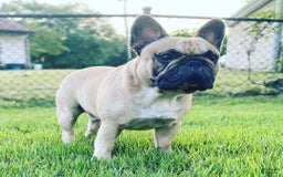 French Bulldog dogs for sale: Coco - Image 16