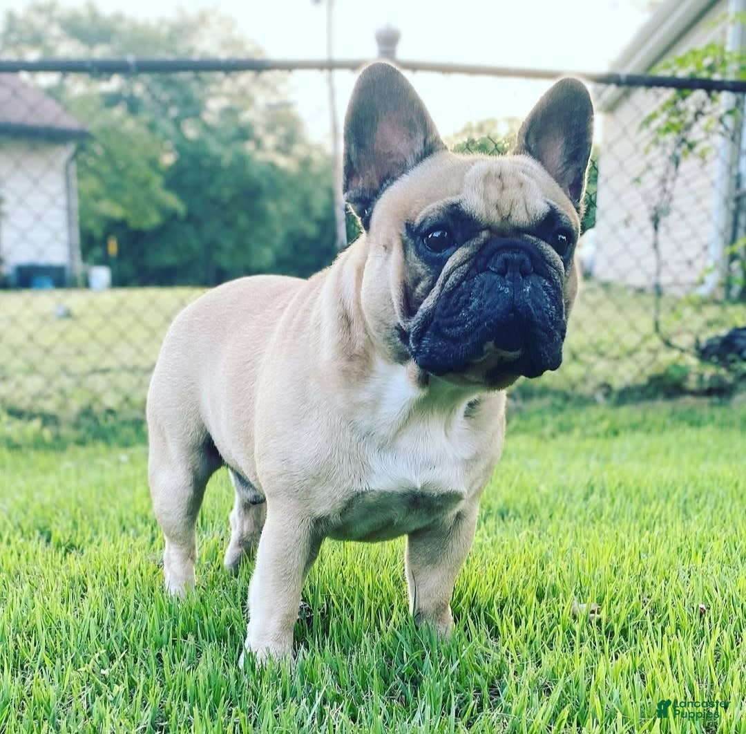 French Bulldog dogs for sale: Coco - Image 16