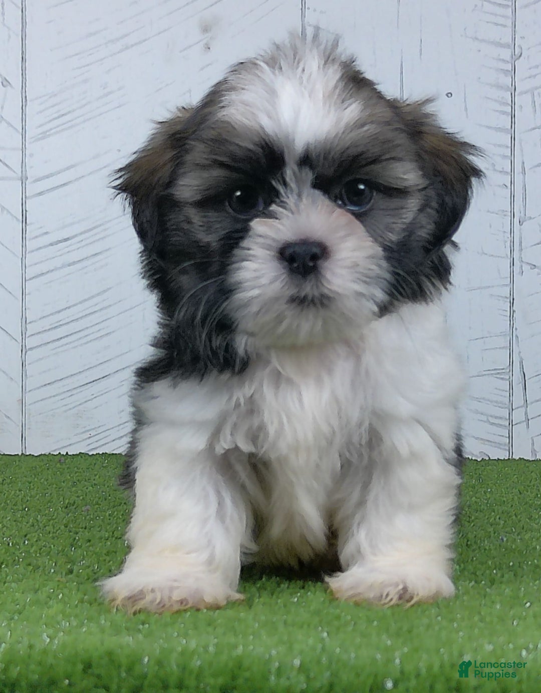 Shih Tzu dogs for sale: Susie - Image 4