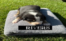 Greater Swiss Mountain Dog dogs for sale: Rivers - Image 4