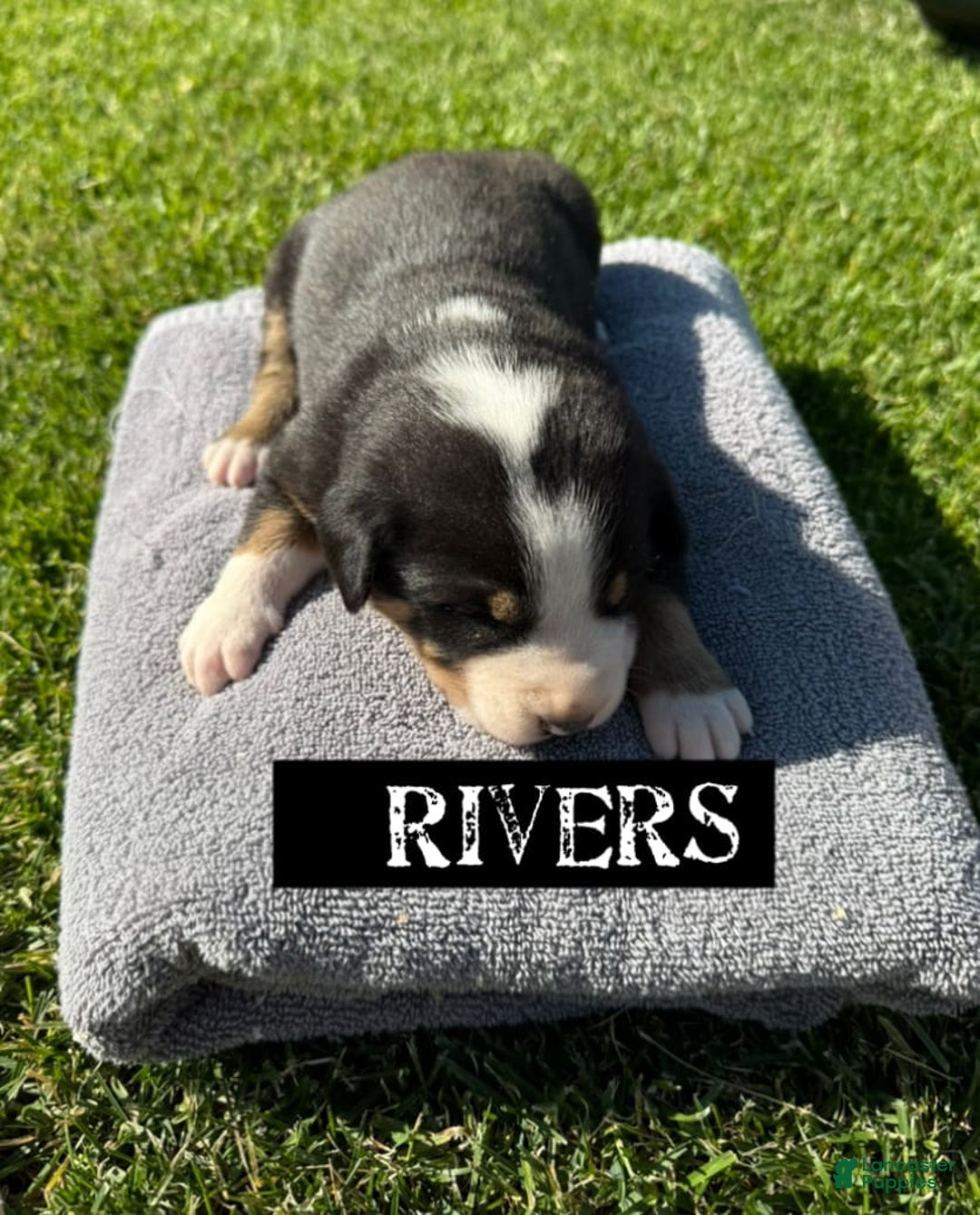Greater Swiss Mountain Dog dogs for sale: Rivers - Image 4