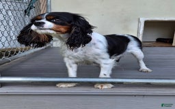 Cavalier King Charles Spaniel dogs for sale: Sprinkles - Image 12
