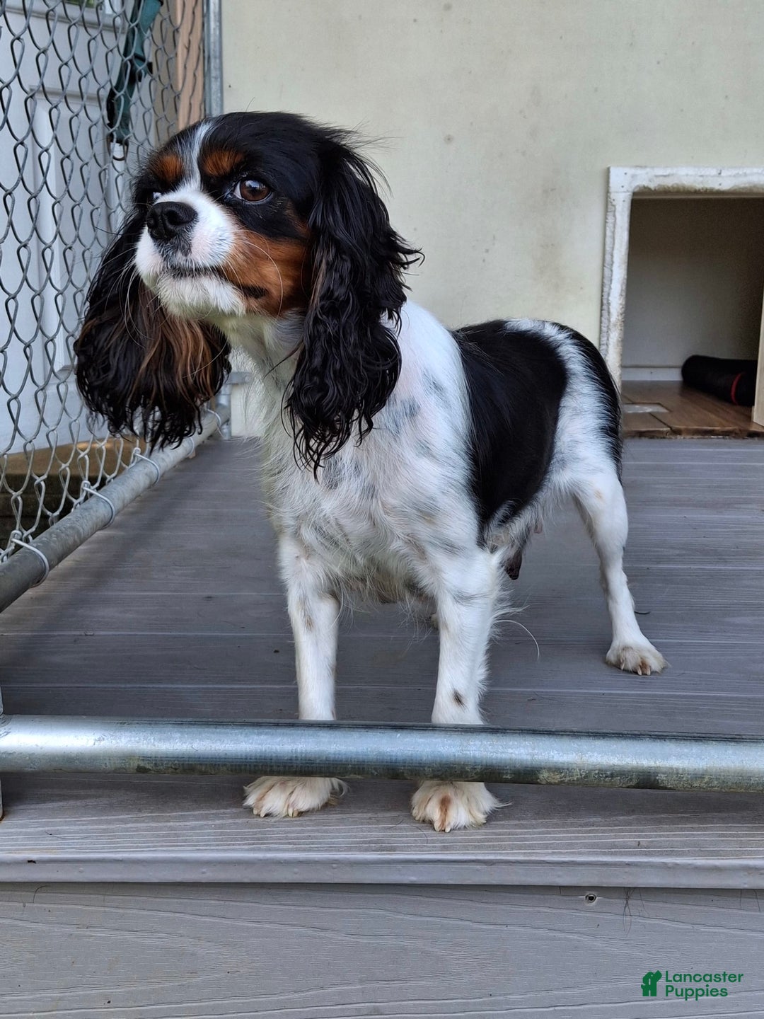 Cavalier King Charles Spaniel dogs for sale: Sprinkles - Image 12